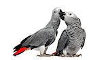 Two African Grey Parrots (3 months old) pecking,  isolated on white
