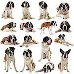 group of saint bernard in front of white background