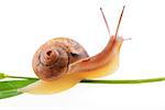 Small brown snail on a green leaf