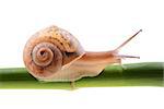 Small brown snail on a green bamboo stem