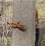 Two red squirrels play footsie on tree trunk