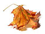 Autumn maple-leaf isolated on white background.