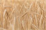 wheat ears close-up