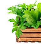 Fresh herbs in wooden box. Isolated on white background