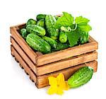 Fresh cucumber in wooden box with green leaf and flower. Isolated on white background