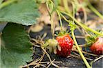 Close-up of ripe sweet strawberries,