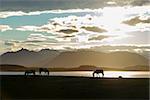 Icelandic Horses against summer night landscape