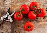 Freshly picked ripe red home grown tomatoes still on the vine lying on a rustic wooden table alongside a pair of secateurs or pruning shears
