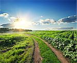 Young sunflowers and country road at sunset