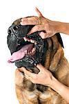 teeth of female mastiff in front of white background