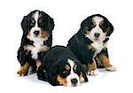 three puppies bernese mountain dog in front of white background