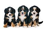 three puppies bernese mountain dog in front of white background