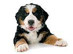 portrait of a purebred bernese mountain dog in front of white background