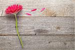 Magenta gerbera flower on wooden table with copy space