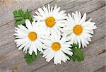 Daisy  camomile flowers on wooden table background