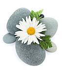 Daisy camomile flower and sea stones. Isolated on white background