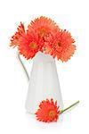 Orange gerbera flowers in pitcher. Isolated on white background