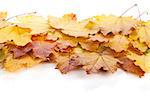 Colorful autumn maple leaves. Isolated on white background