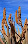 Aloe Ferox plant detail (Species distributed throughout a large area along the eastern regions of Southern Africa)