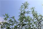 Hign green cannabis plant on the garden