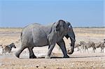 Elephant walking in the Etosha National Park, Namibia