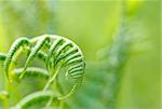 young Fern leaf with very shallow focus, natural background