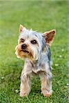 Cute small yorkshire terrier on a green lawn outdoor, no people