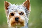 Cute small yorkshire terrier is lying on a green lawn outdoor, no people