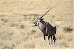 Gemsbok antelope, Etosha National Park, Namibia, Southern Africa