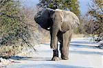 African elephant bull in Etosha Wildlife Reserve, Namibia