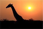 Giraffe in Etosha national reserve, Namibia