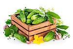 Fresh cucumbers in wooden box with green leaf and flower. Isolated on white background