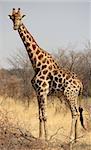 Giraffe in Mahango Game Park, Namibia