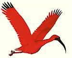 The Scarlet ibis is a wading bird that uses its long bill to catch fish, insects and crustaceans.