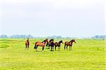 Six horses in a green meadow