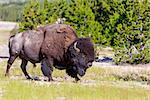 Adult Bison at Yellowstone National Park