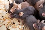 Photo of little brown and black laboratory mouses