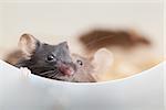 Photo of two mouses look out the partition