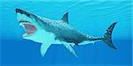 The Great White Shark can live for more than 70 years and reach a length of 8 meters or 26 feet.