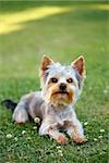 Cute small yorkshire terrier is lying on a green lawn outdoor, no people