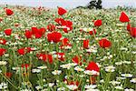 Wild red poppy and white daisy flowers in the meadow.