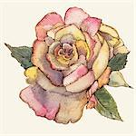 Rose. Drawing watercolor and ink.Vector illustration.