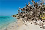 White sand beach, Coco Cay, Bahamas