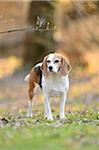 Close-up of Beagle Standing in Garden in Spring