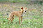 Close-up of Mixed Breed Dog Standing in Garden in Spring