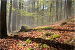 Landscape with European Beech (Fagus sylvatica) Forest in Spring, Bavarian Forest National Park, Bavaria, Germany