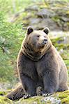 Close-up portrait of a European brown bear (Ursus arctos arctos) in a forest in spring, Bavarian Forest National Park, Bavaria, Germany