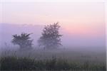 Trees in field on misty mornig before sunrise, Nature Reserve Moenchbruch, Moerfelden-Walldorf, Hesse, Germany, Europe