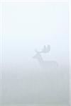Fallow Deer (Cervus dama) standing in field on misty morning, Hesse, Germany, Europe