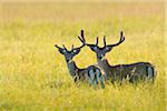 Portrait of Two Fallow Deer (Cervus dama) standing in field and looking at camera in Summer, Hesse, Germany, Europe